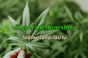 กัญชาในตำรับยาไทย ใช้รักษาโรคอะไรบ้าง